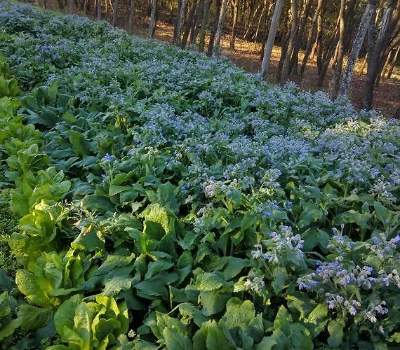 Osteria Della Posta Poggio Picenze